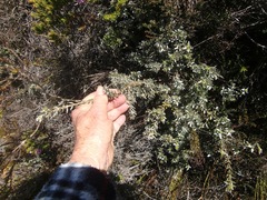 Amphithalea ericifolia