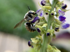 Anthidium manicatum