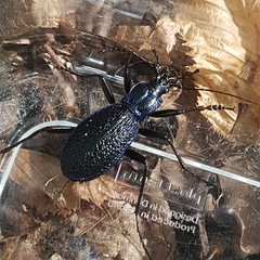 Carabus intricatus