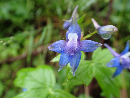 Image of Delphinium bakeri by no rights reserved