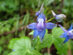 Delphinium bakeri