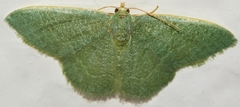 Phaiogramma etruscaria