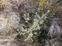 Amphithalea ericifolia