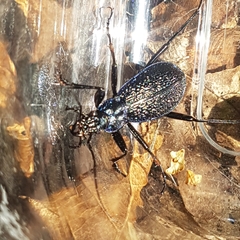 Carabus intricatus
