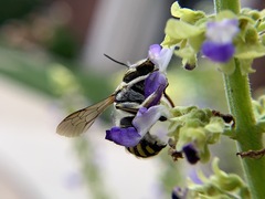 Anthidium manicatum