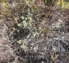 Amphithalea ericifolia