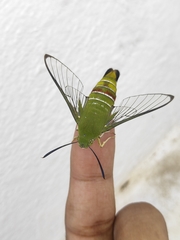 Cephonodes hylas