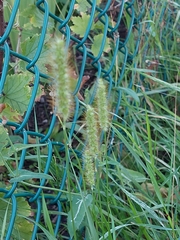 Setaria pumila
