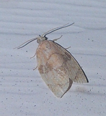 Adoxophyes negundana