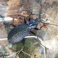 Carabus intricatus