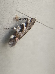 Aristotelia roseosuffusella