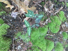 Chimaphila maculata
