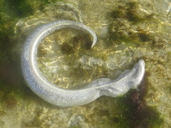 Gymnothorax pictus