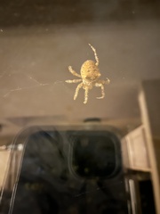 Araneae