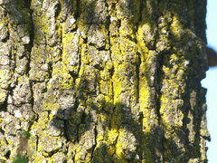 Chrysothrix candelaris