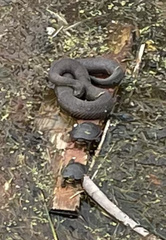 Nerodia sipedon sipedon