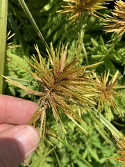 Cyperus strigosus