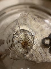 Araneae