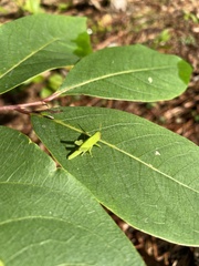 Schistocerca damnifica
