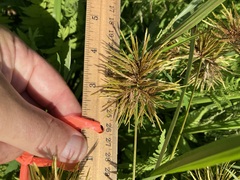 Cyperus strigosus