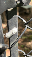 Lophocampa caryae