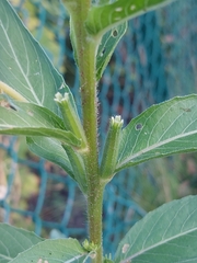 Oenothera
