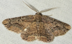 Menophra japygiaria