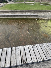 Chrysemys picta marginata