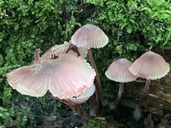Mycena haematopus