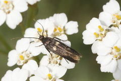 Parascythris muelleri