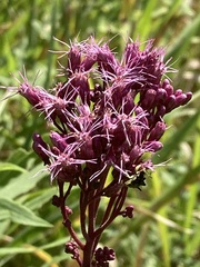 Eutrochium maculatum