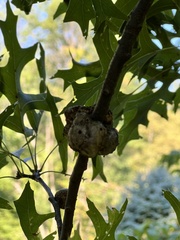 Callirhytis quercuspunctata