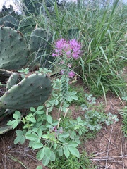 Polanisia dodecandra riograndensis