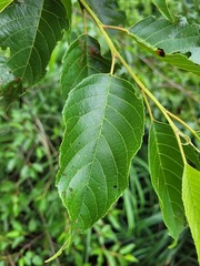 Alnus formosana