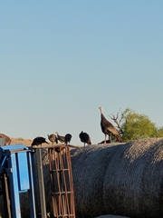 Meleagris gallopavo intermedia