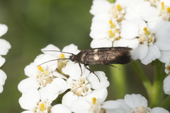 Parascythris muelleri