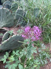 Polanisia dodecandra riograndensis