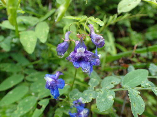 Image of Delphinium bakeri by no rights reserved