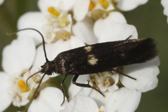 Parascythris muelleri