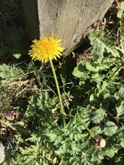 Taraxacum officinale