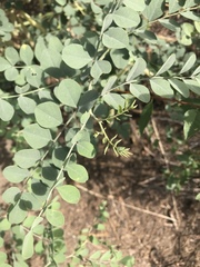 Hosackia crassifolia