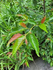 Alnus formosana
