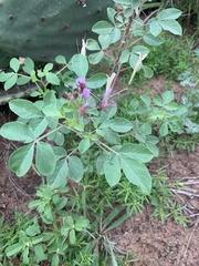 Polanisia dodecandra riograndensis