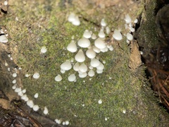 Crepidotus