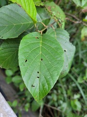 Alnus formosana