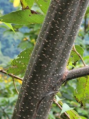 Alnus formosana