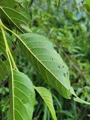 Alnus formosana