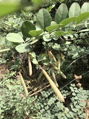 Hosackia crassifolia
