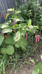Persicaria orientalis