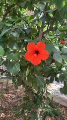 Hibiscus rosa-sinensis
